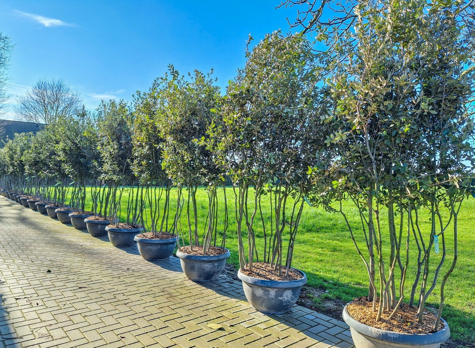 Extra vertakte meerstammige steeneiken, quercus ilex, Ophalen