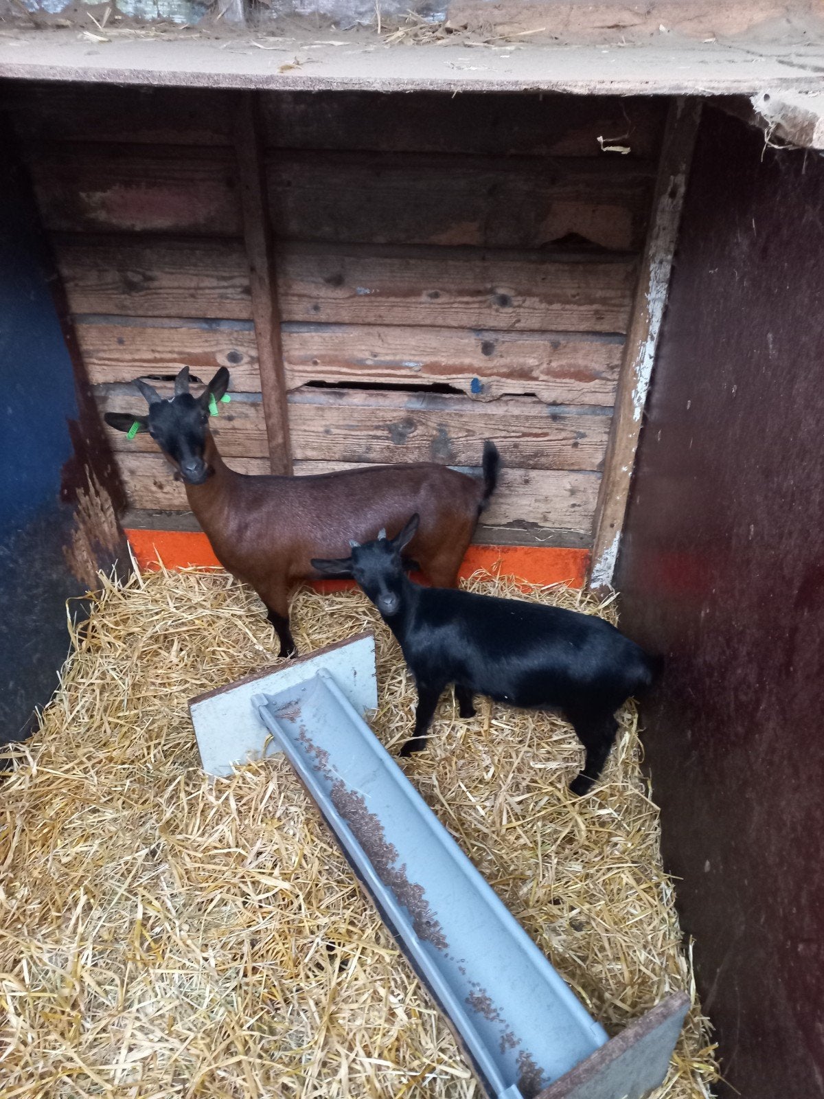 Dwerggeit met lammetje, Dieren en Toebehoren, Vrouwelijk, Geit, 3 tot 5 jaar
