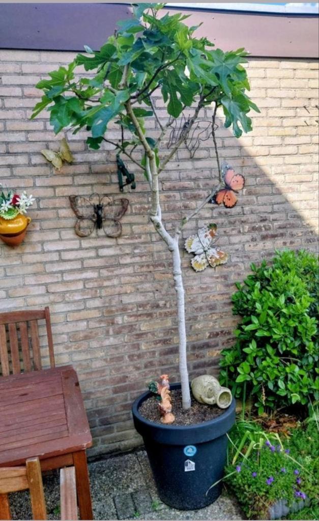 Grote vijgenboom  in potten, 2.50 meter hoog, Overige soorten, 250 tot 400 cm, Zomer, Ophalen