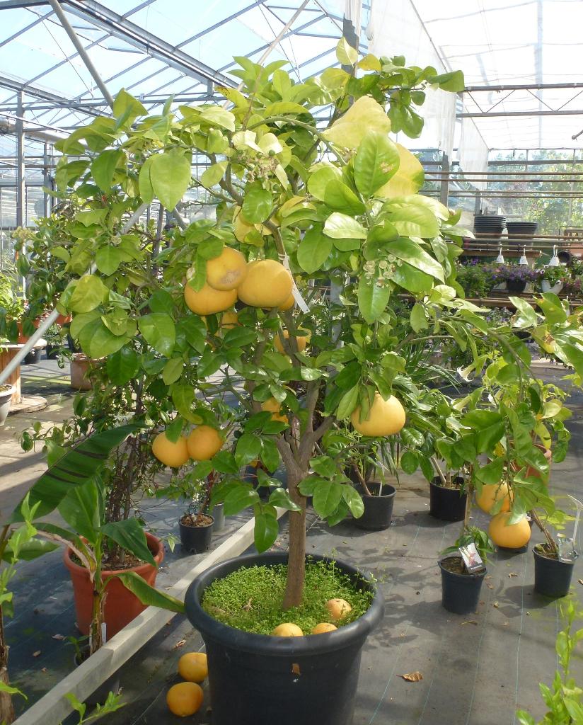 kuipplant, pomelo, Ophalen, Eenjarig, Overige soorten, Volle zon