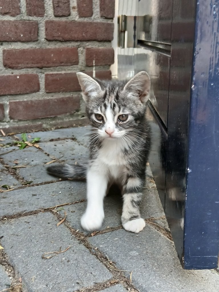 Kittens, Meerdere dieren, 0 tot 2 jaar