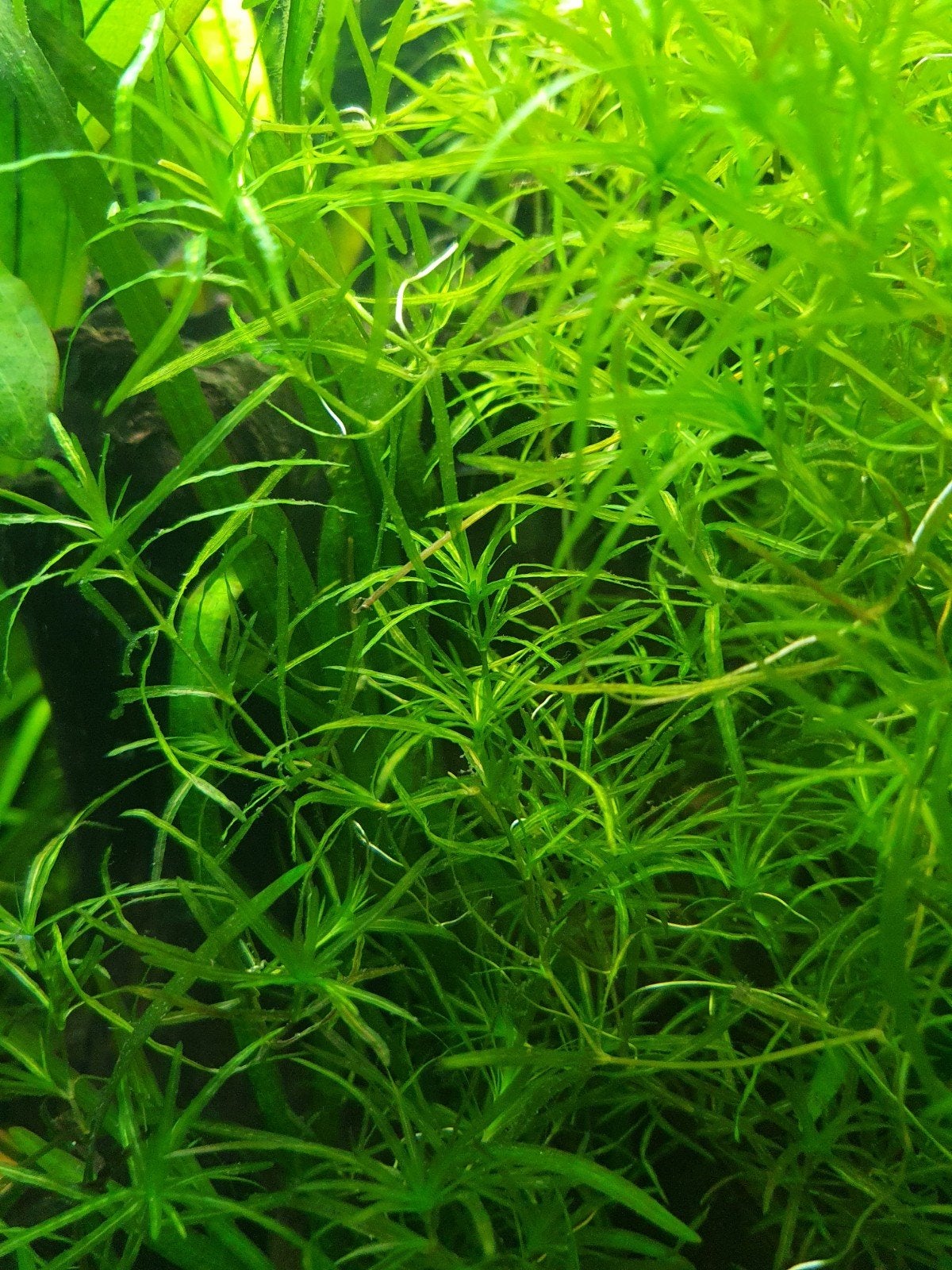 Najas guadalupensis 'Guppy Grass', Ophalen, Nieuw, Plant(en), Steen of Hout