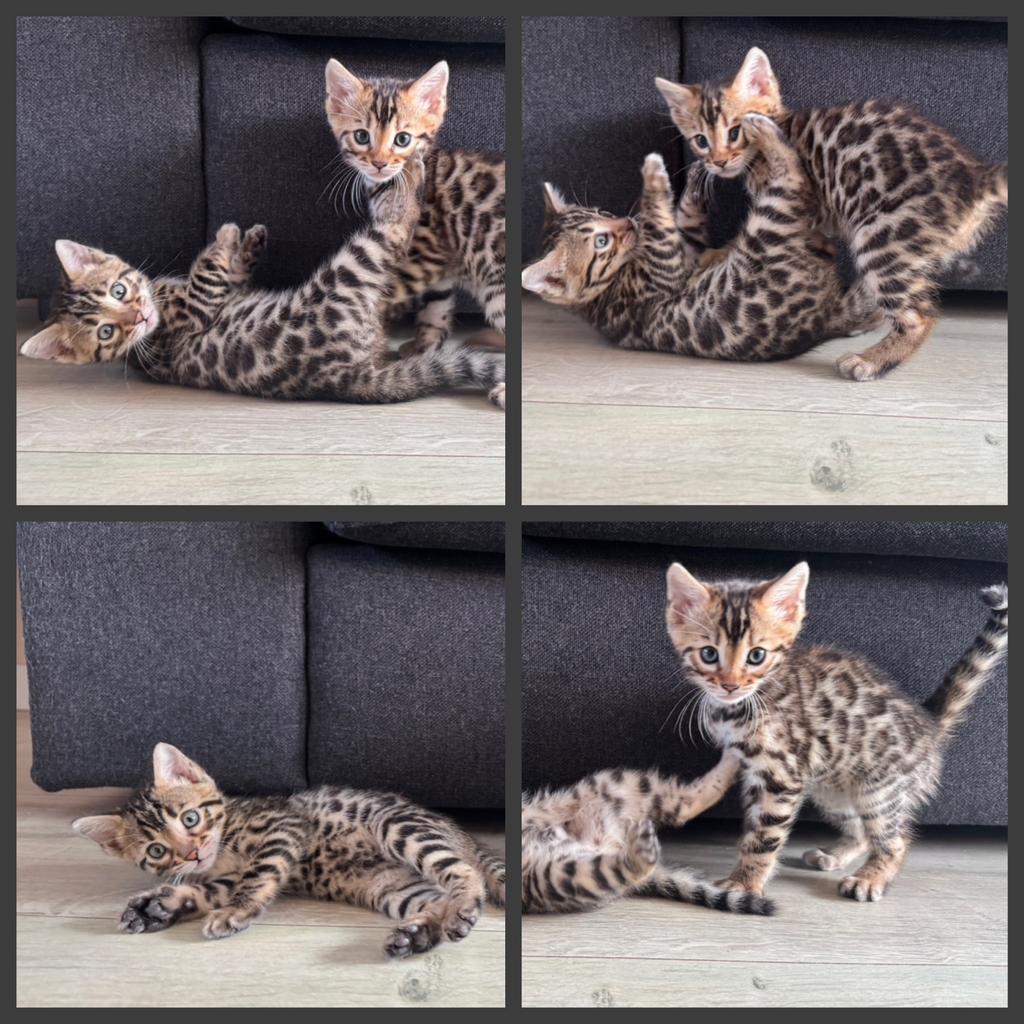 2 prachtige bengaal kittens beschikbaar, Dieren en Toebehoren, Katten en Kittens | Raskatten | Korthaar, Meerdere dieren, Ontwormd