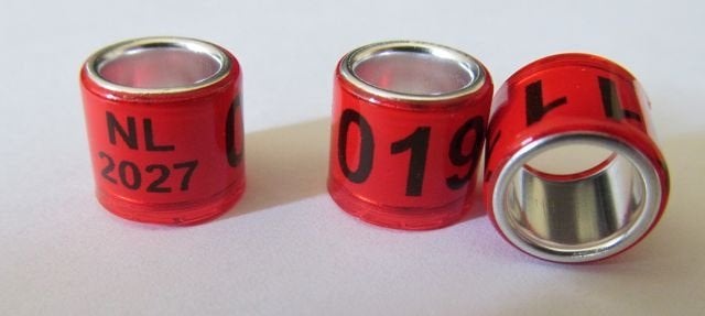 Duivenringen , clickringen en meer, Dieren en Toebehoren, Meerdere dieren, Tuimelaar of Roller