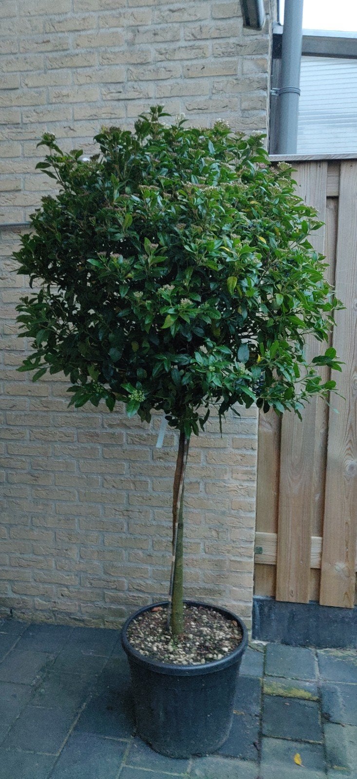 mega volle schitterende blikvanger viburnum tinus op stam!, Winter, Ophalen of Verzenden, 100 tot 250 cm, Volle zon