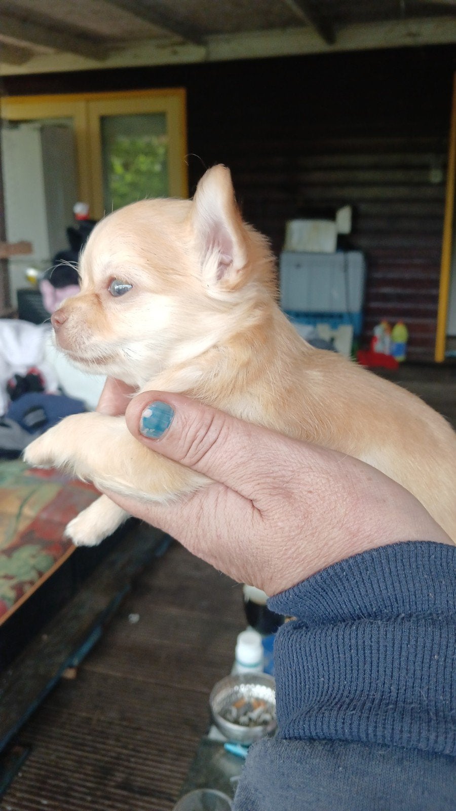 Chihuahua pup teefje, 8 tot 15 weken, Teef, Parvo, Eén hond
