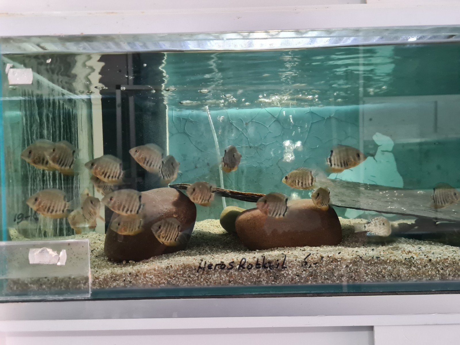Heros Rotkeil Cichliden, Dieren en Toebehoren, Vis, Zoetwatervis