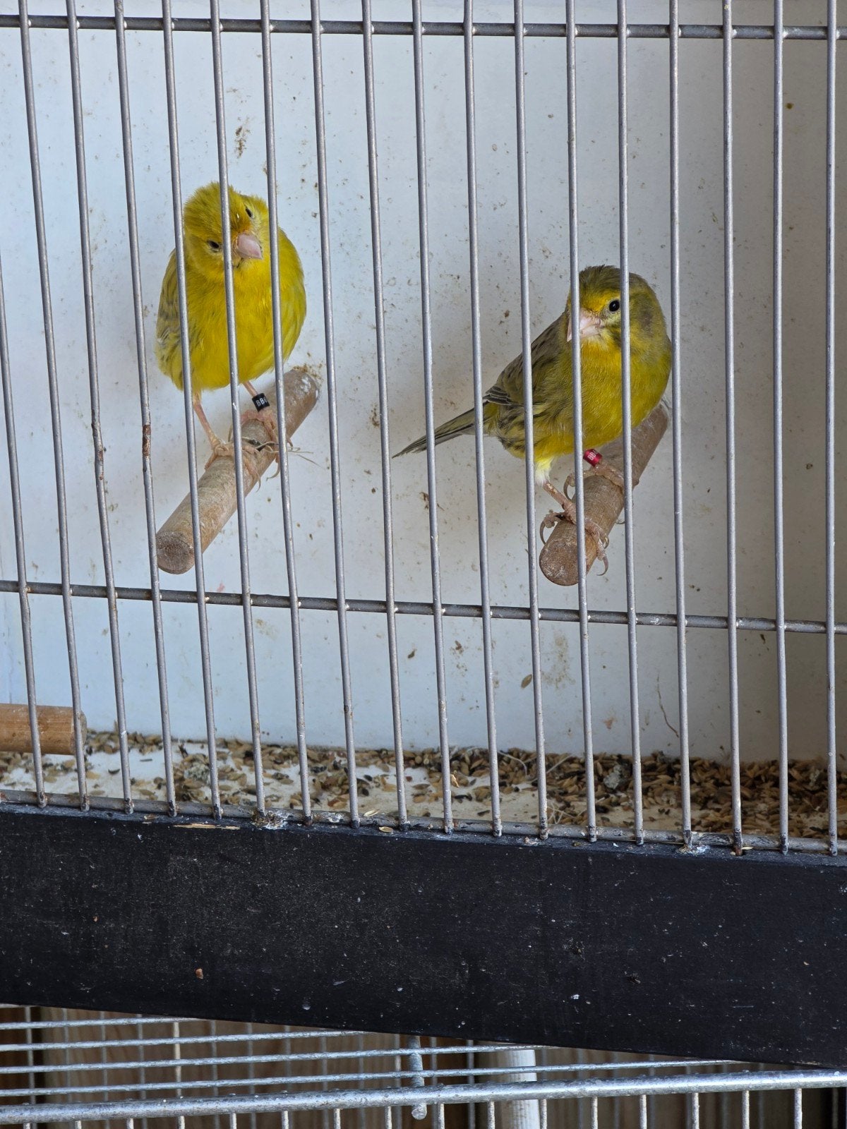 3 tot 4koppels te koop mag ook los kopen, Dieren en Toebehoren, Meerdere dieren