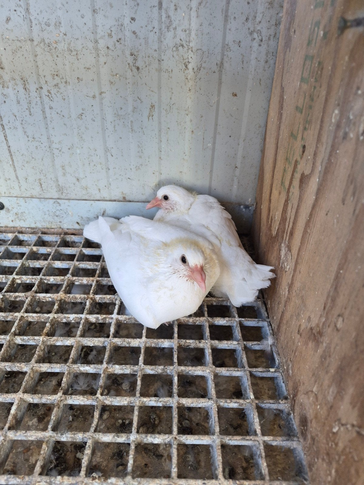Mooie jonge kleurpostduiven te koop, Meerdere dieren, Postduif