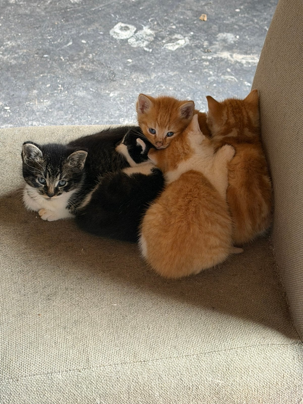 Lieven kittens te koop, Kater, Kortharig, 0 tot 2 jaar