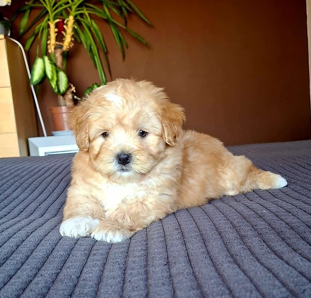 Bichon maltezer X Bomeer, Parvo, 8 tot 15 weken, Eén hond, Middel