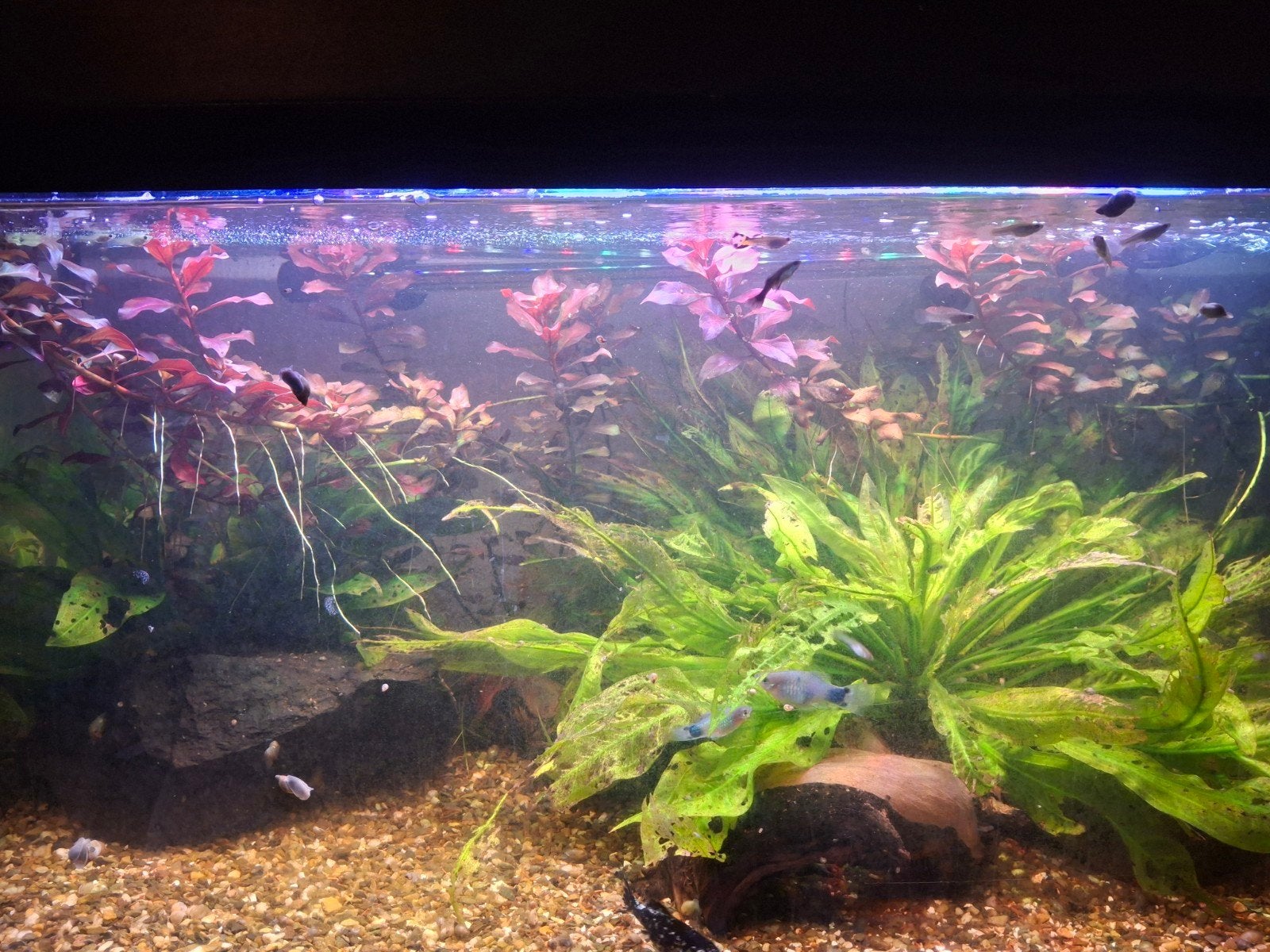 Platy visjes te koop, Vis