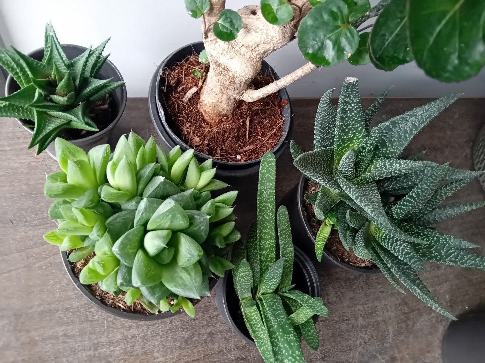Kamerplantjes 15-25cm  Weinig licht en water nodig 4voor€8, Huis en Inrichting, Ophalen, Vetplant, Halfschaduw, In pot