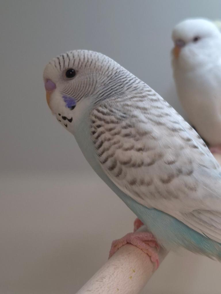 Jonge grasparkieten, Dieren en Toebehoren, Vogels | Parkieten en Papegaaien, Meerdere dieren, Parkiet