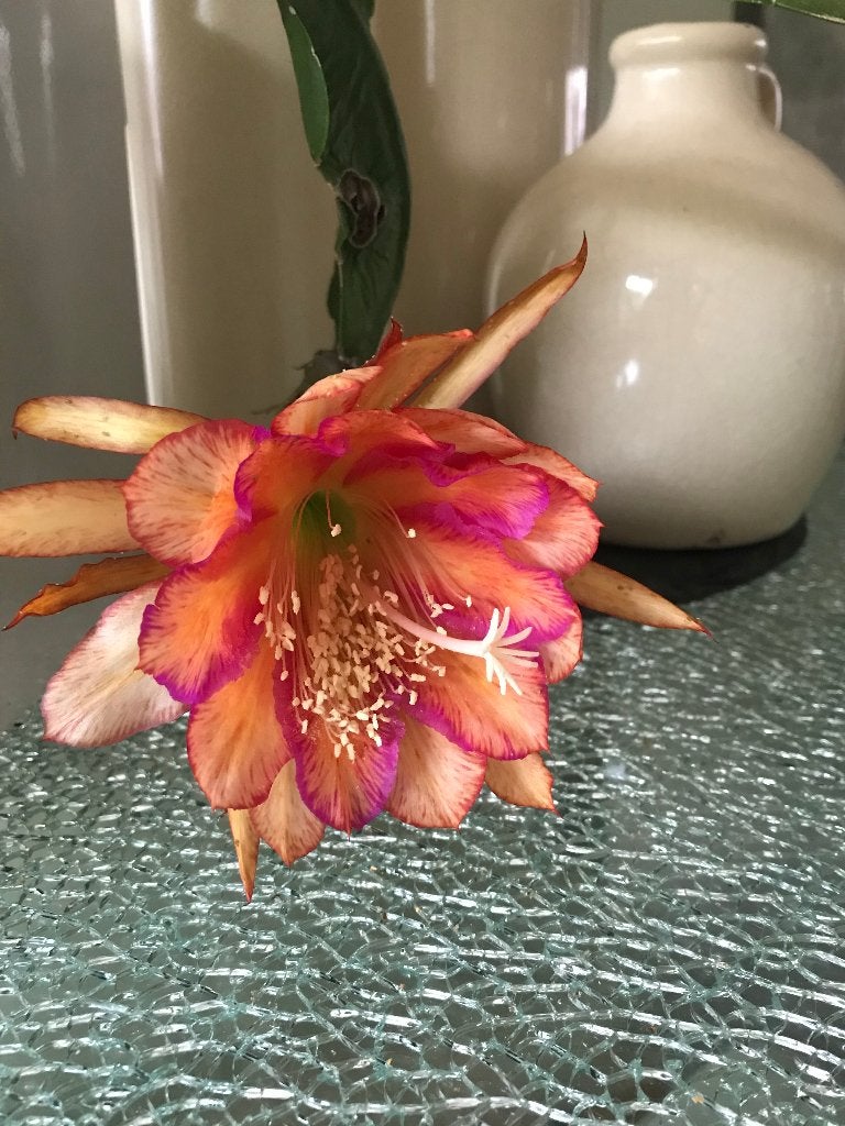epiphyllum cactus letty may gewortelde stekken, Huis en Inrichting, Kamerplanten, Minder dan 100 cm, Bloeiende kamerplant, Halfschaduw