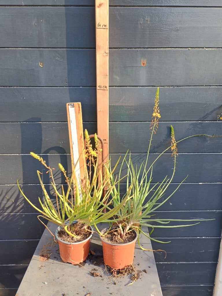 Gele kattenstaart (Bulbine frutescens), Overige soorten, Volle zon, Vaste plant, Ophalen of Verzenden