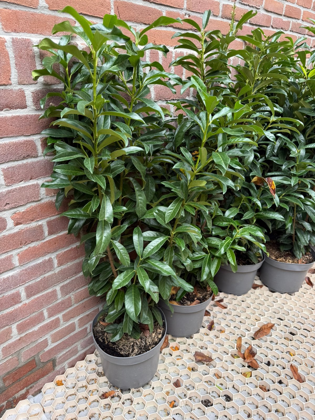 10 stuks Laurier planten, Ophalen of Verzenden, Laurier, Minder dan 100 cm