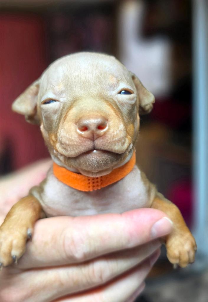 American Hairless Terriër/ Amerikaanse Naakthond, Overige rassen, 8 tot 15 weken, Meerdere, Meerdere dieren