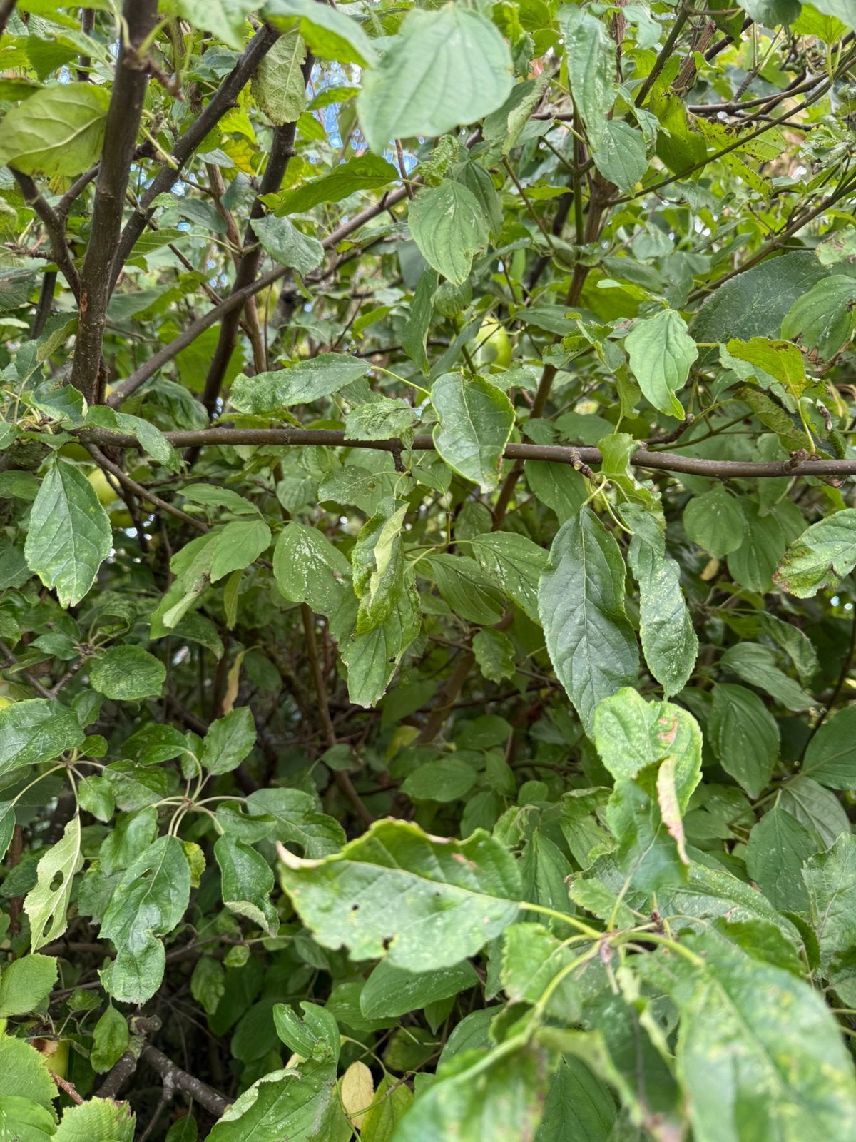 Appelboom, Ophalen, Overige soorten, 250 cm of meer