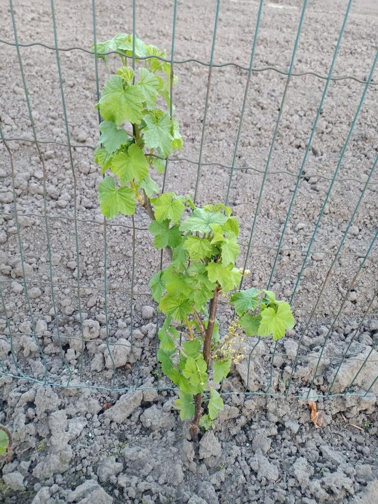 Rode bessen plant, Ophalen, Overige soorten, Minder dan 100 cm