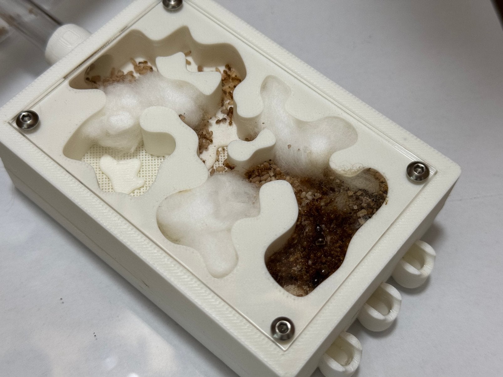 3Q Lasius flavus | +~400 werksters & nest, Mieren