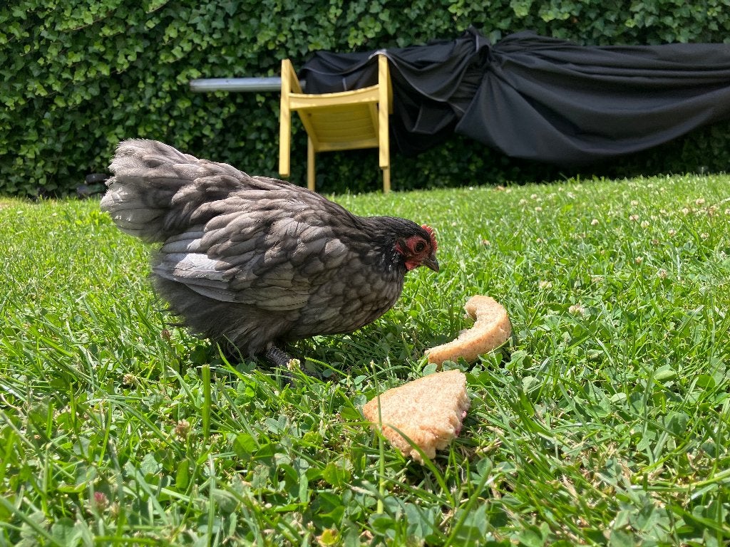 Orpington kriel haan, Dieren en Toebehoren, Pluimvee, Mannelijk, Kip