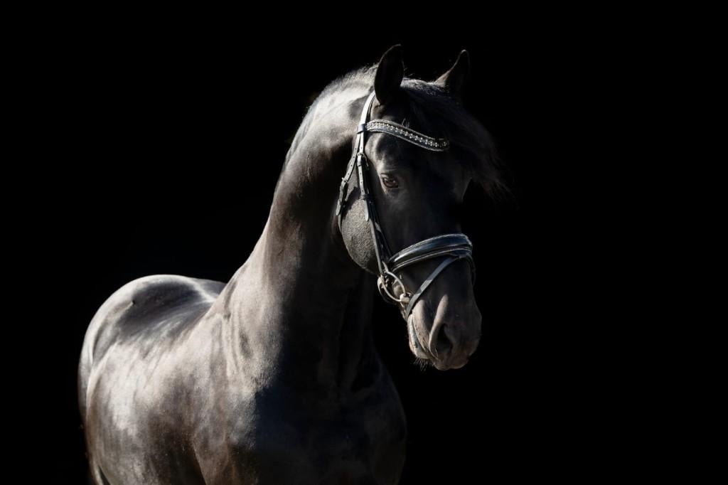Friese Paarden, Dieren en Toebehoren, Paarden, Hengst, ZZ, 165 tot 170 cm, 7 tot 10 jaar, Dressuurpaard, Met stamboom, Gechipt