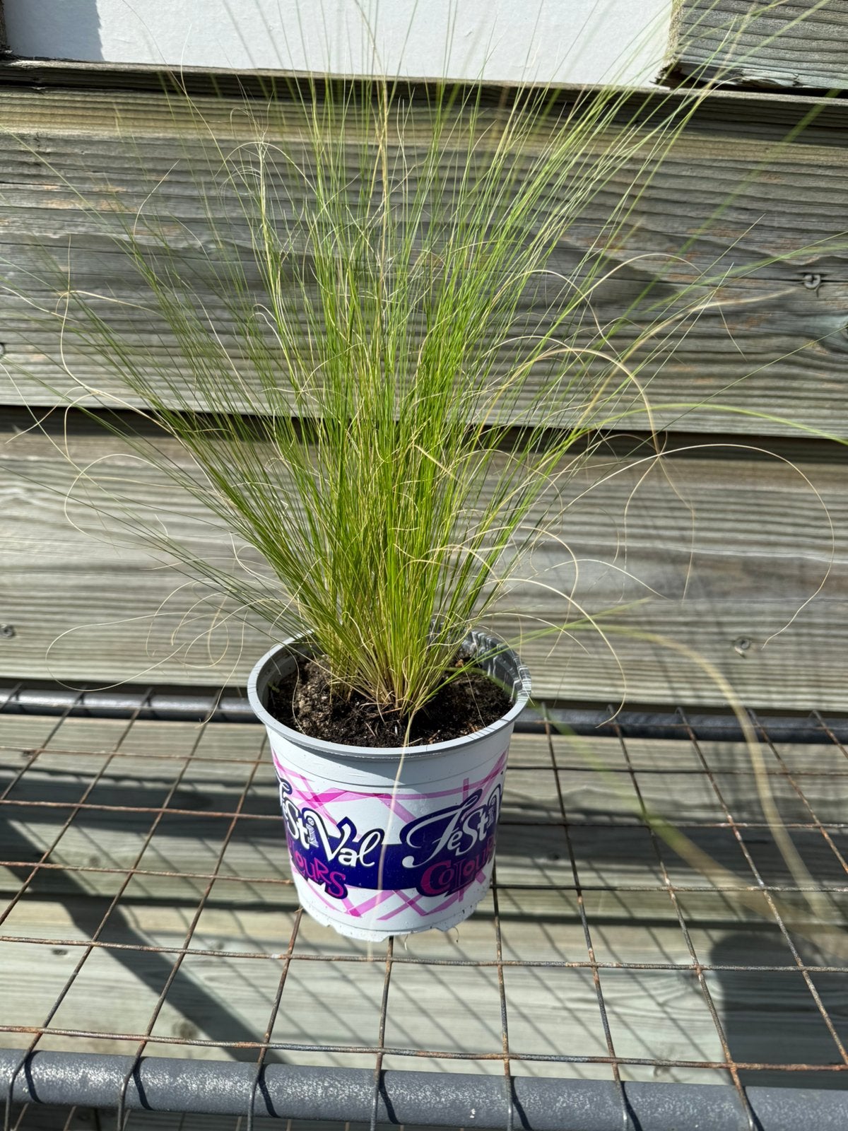 Stipa ponytails vedergras, Ophalen, Overige soorten, Volle zon