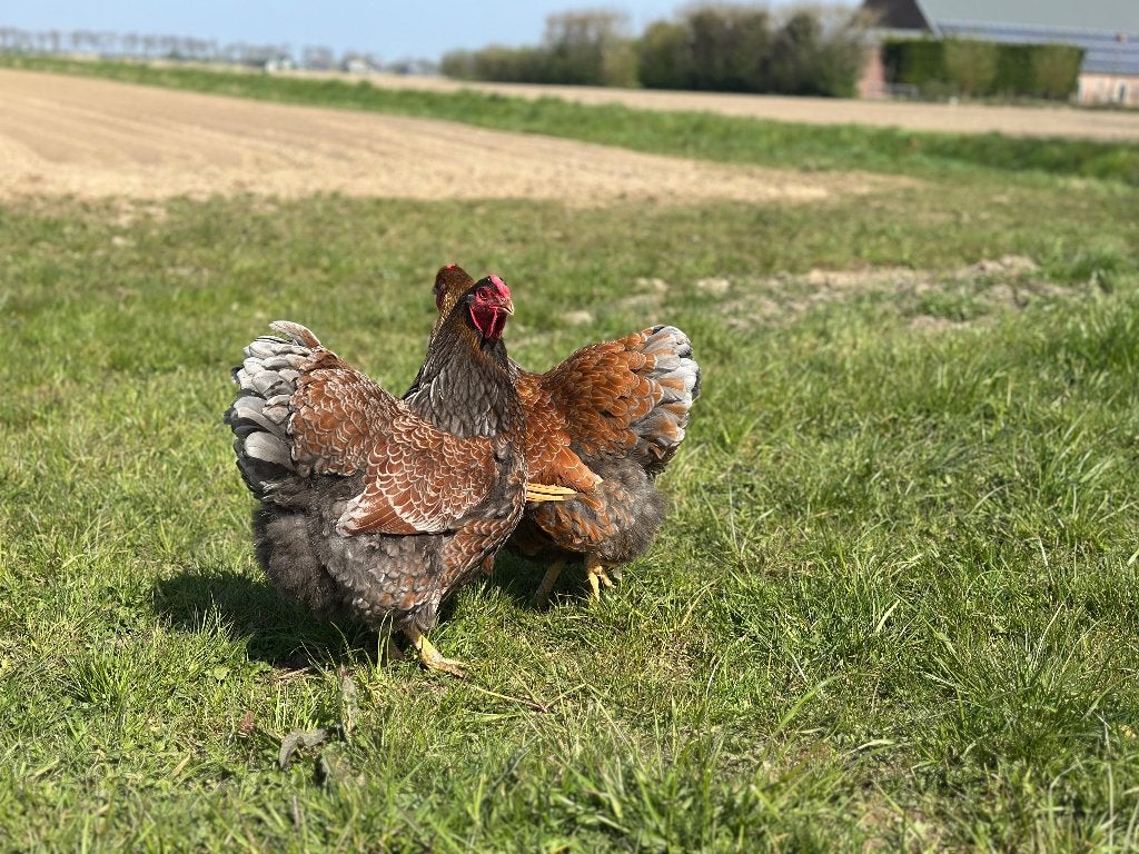 Jonge tamme Wyandotte kippen gesekst en ingeënt, Dieren en Toebehoren, Pluimvee, Vrouwelijk, Kip