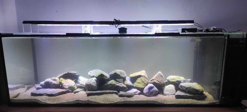Aquarium L159xB60xH50 met alle toebehoren, Ophalen, Inclusief deksel, Zo goed als nieuw, Gevuld zoetwateraquarium