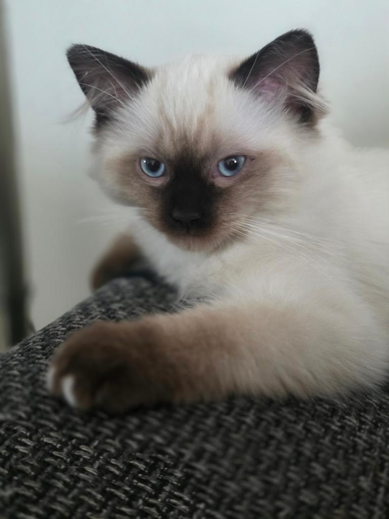 Ragdoll poes, Dieren en Toebehoren, Katten en Kittens | Raskatten | Langhaar, Meerdere dieren, Gechipt, Ontwormd, Ingeënt