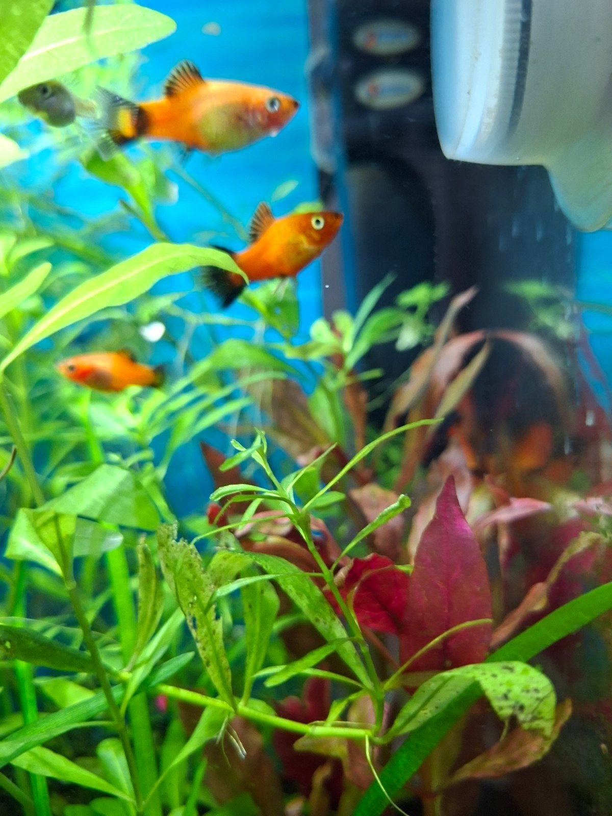 jonge Platy's, Dieren en Toebehoren, Vis