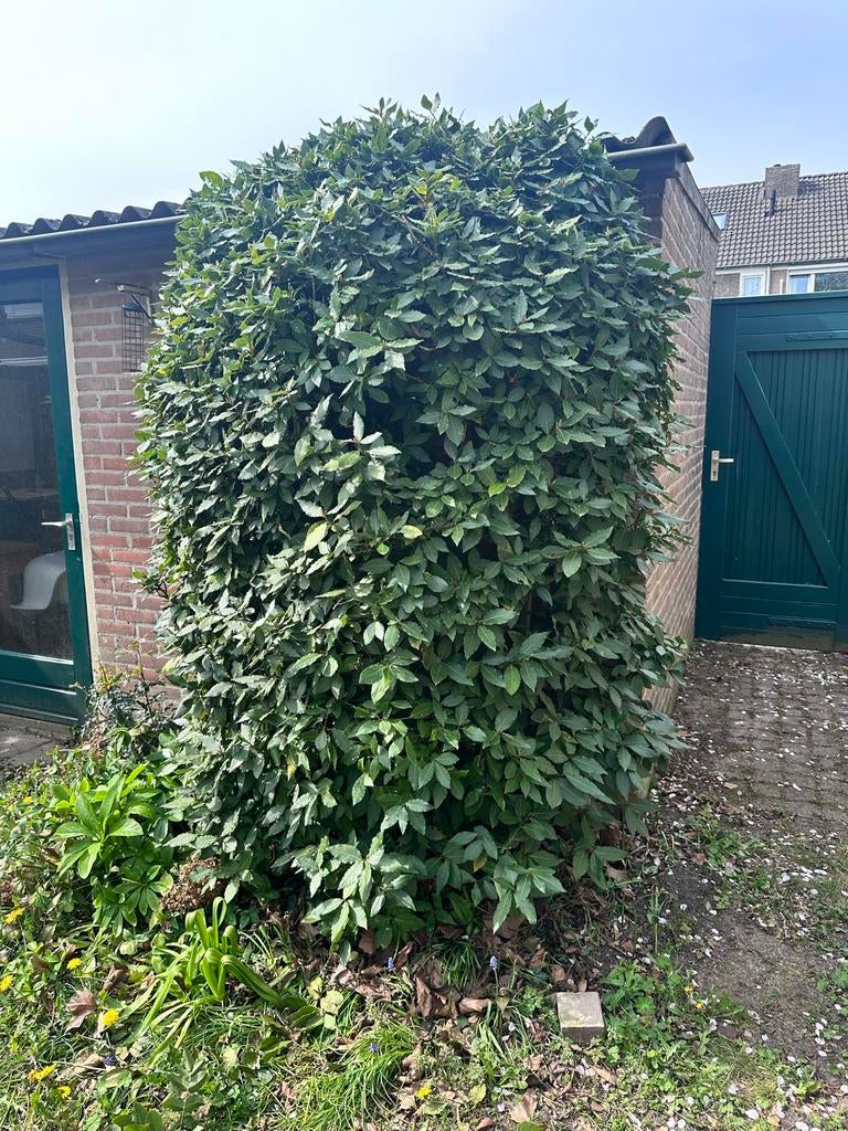 Gratis laurier plant /boom, Tuin en Terras, Volle zon, Vaste plant, Ophalen of Verzenden, Bloeit niet