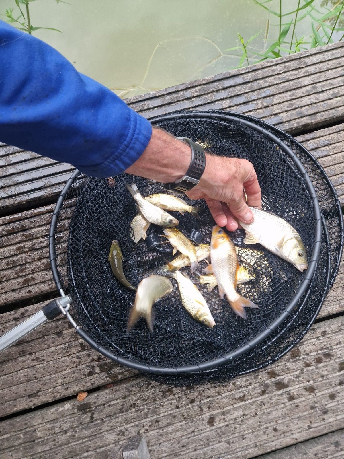 Karpers te koop, Dieren en Toebehoren, Vissen | Vijvervissen, Karper of Koi