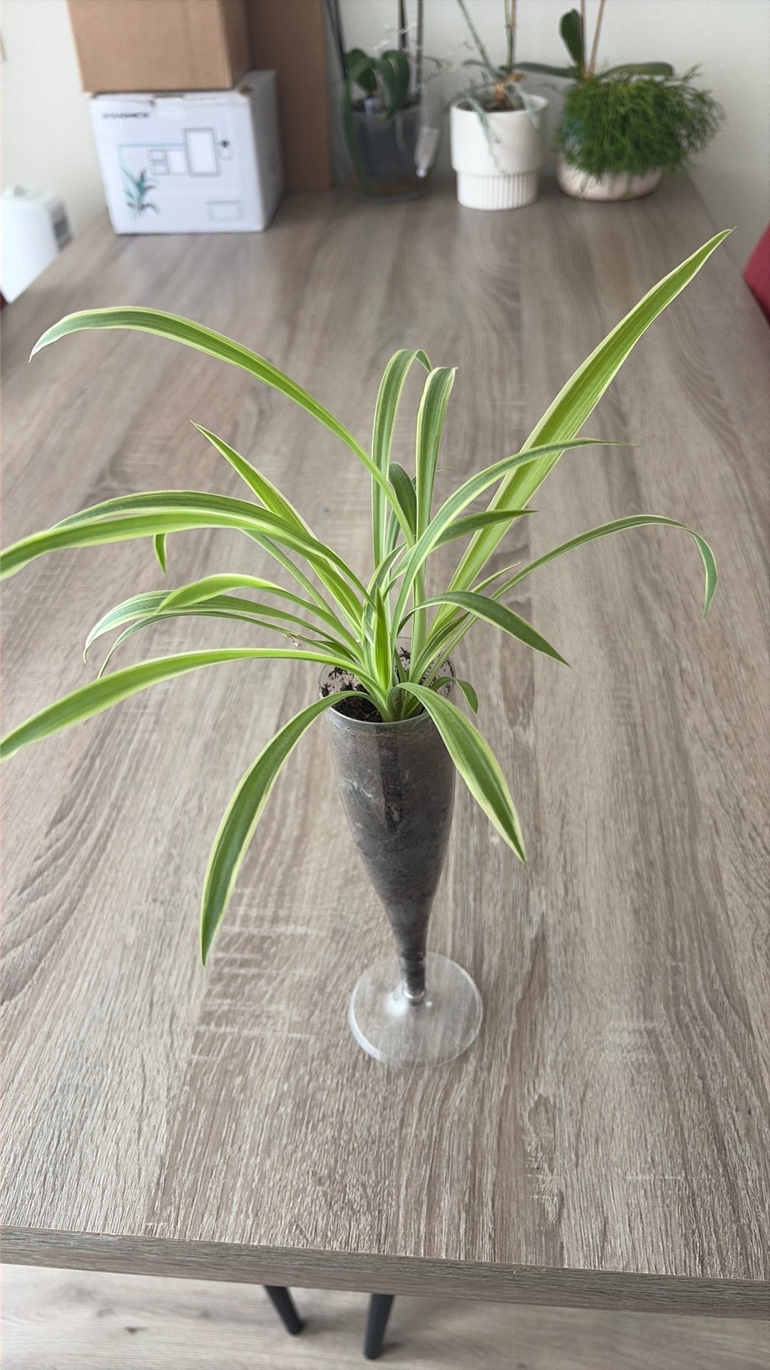 Kamerplant, Ophalen, Halfschaduw, Minder dan 100 cm