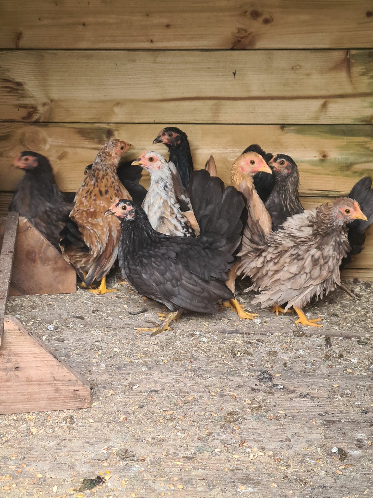 Tk mooie serama krielkipjes, Dieren en Toebehoren, Meerdere dieren, Kip