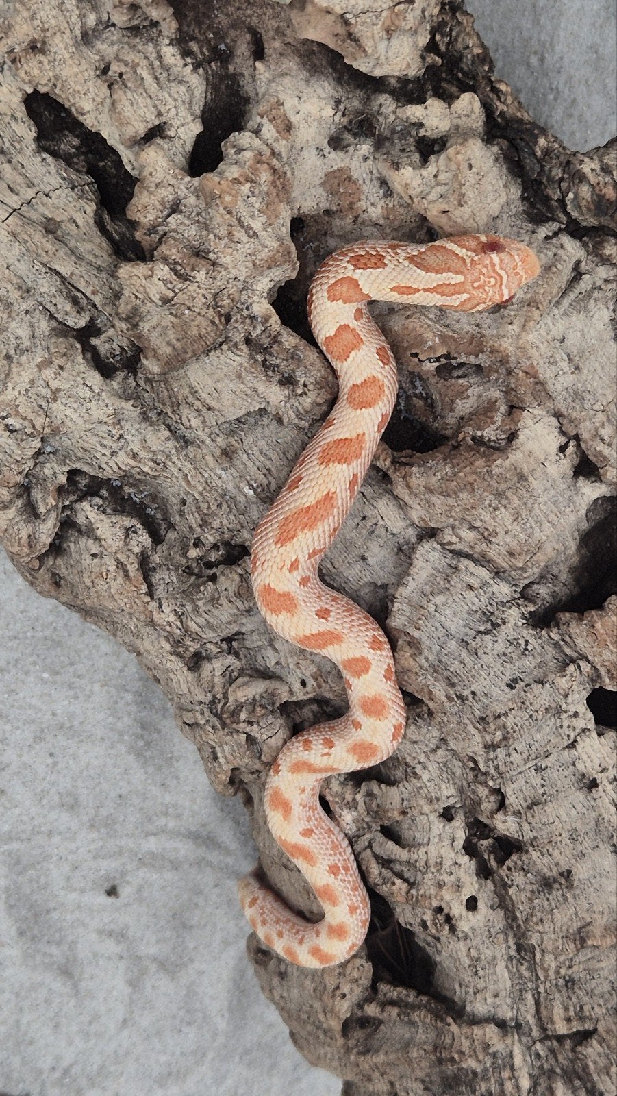 Haakneusslang het snow Hognose Snake photo 3