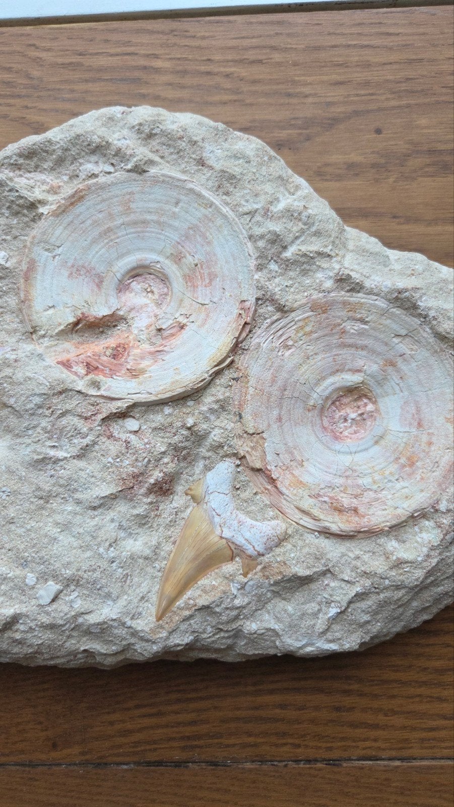 Grote Otodus haaientanden en wervels in matrix, Verzamelen, Mineralen en Fossielen, Ophalen of Verzenden, Fossiel