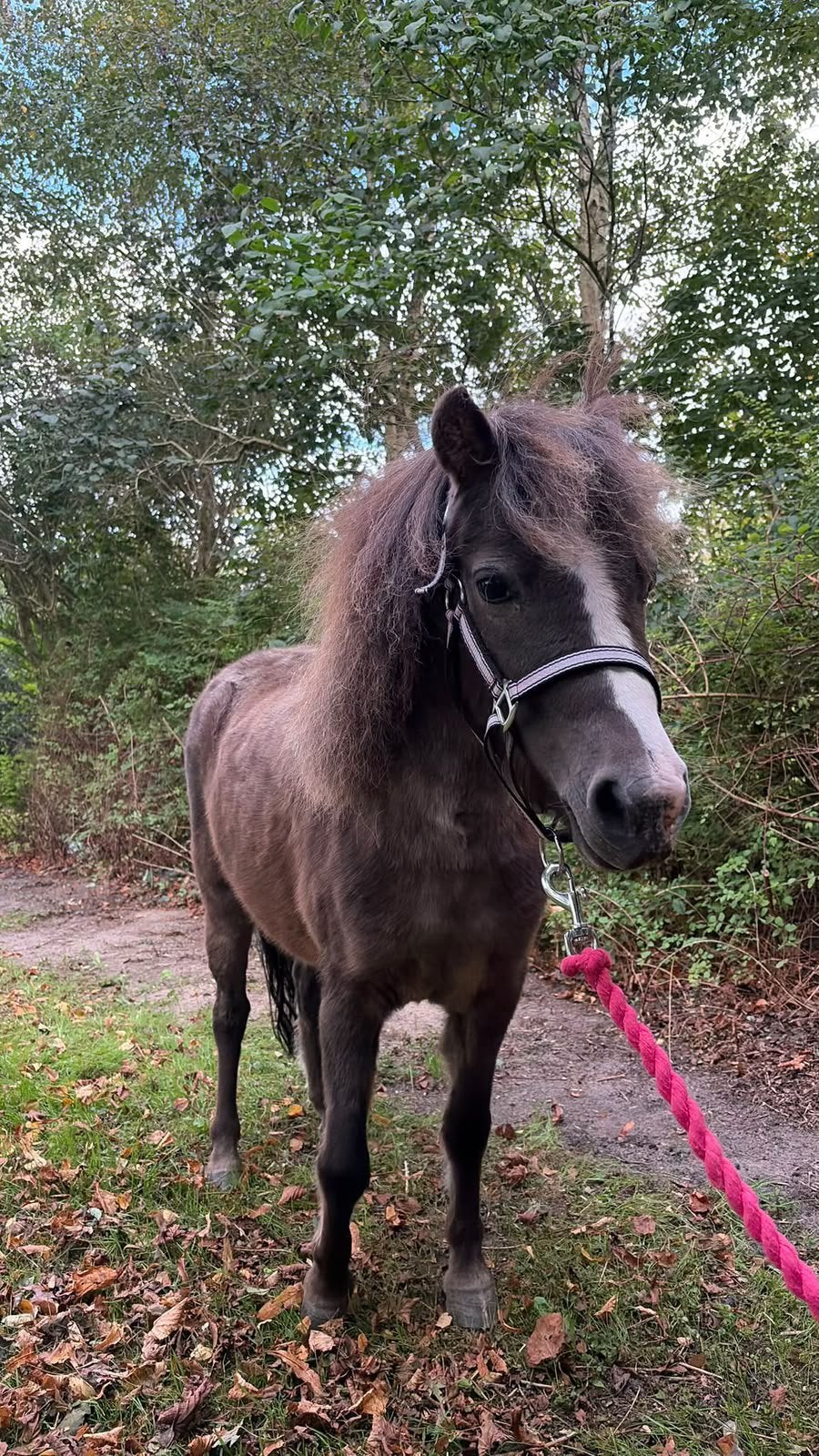 minipaard amerikaanse minipony minipaardje Merrie