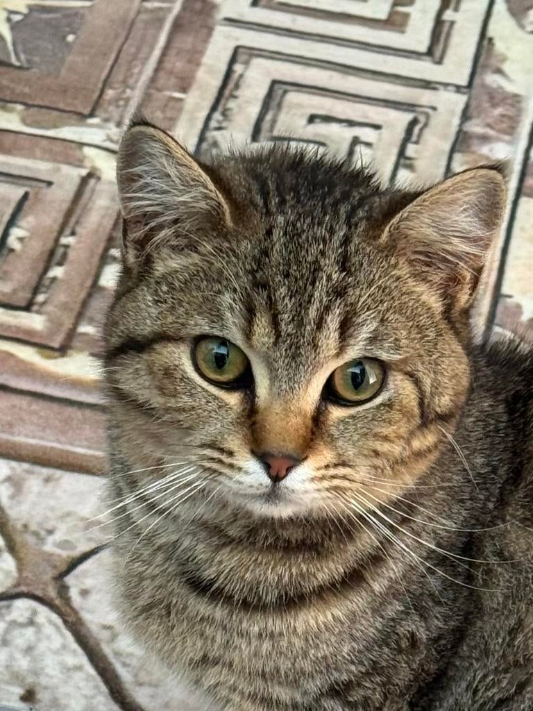 Britse korthaar mix Kittens(gezond), Dieren en Toebehoren, Katten en Kittens | Overige Katten, Poes, Kortharig, 0 tot 2 jaar