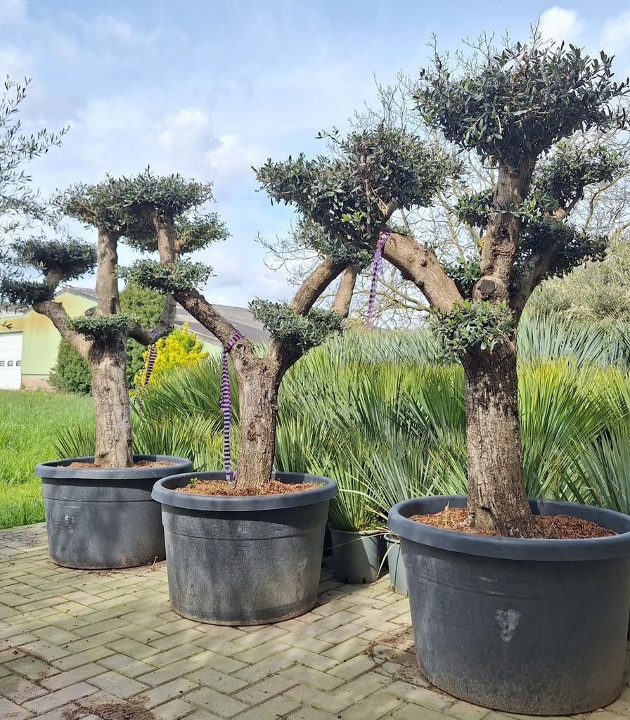 Olea Europaea, olijfboom pon pon, olijfbomen pon pon, 100 tot 250 cm, Olijfboom, Zomer, Ophalen
