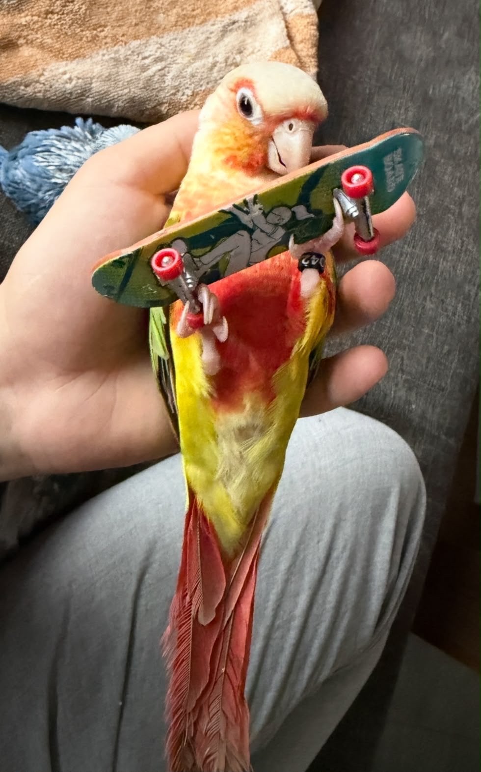 Pineapple conure of Ananas conure, Mannelijk, Papegaai, Pratend