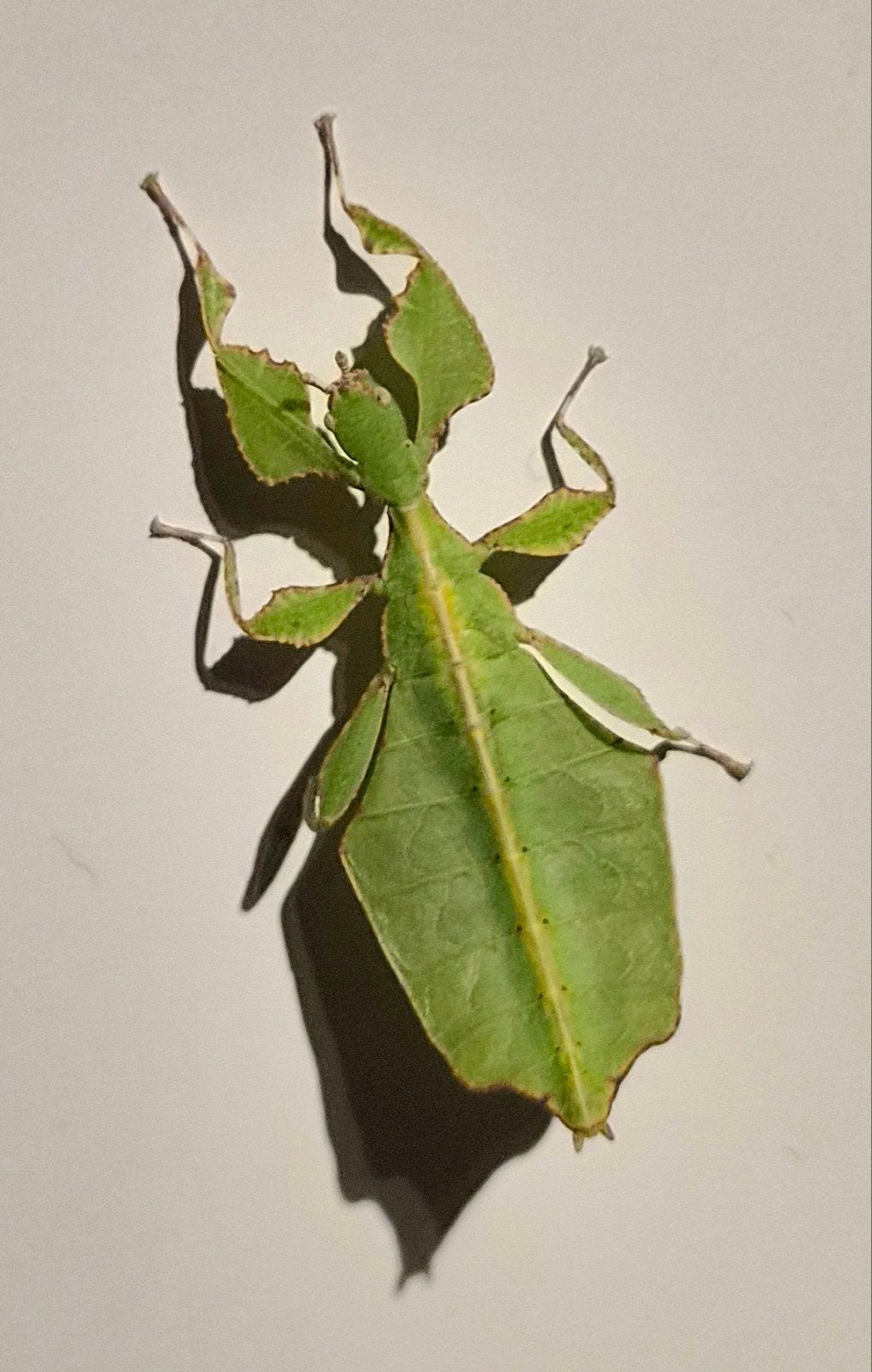 Cryptophyllium limogesi wandelend blad, Wandelende tak