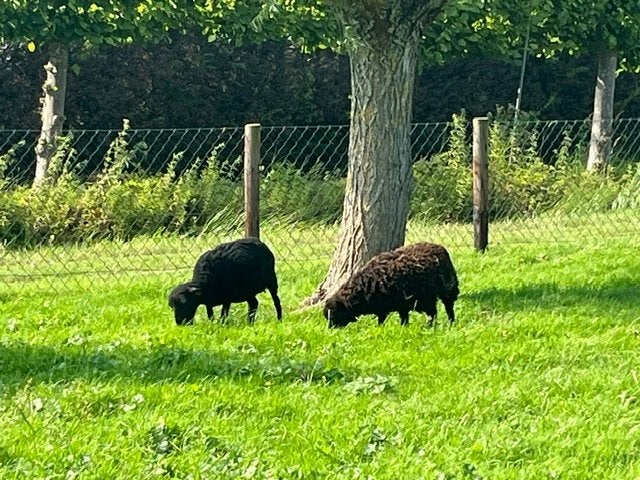 Verschillende zwarte stamboek ouessant ooien, Vrouwelijk, Schaap