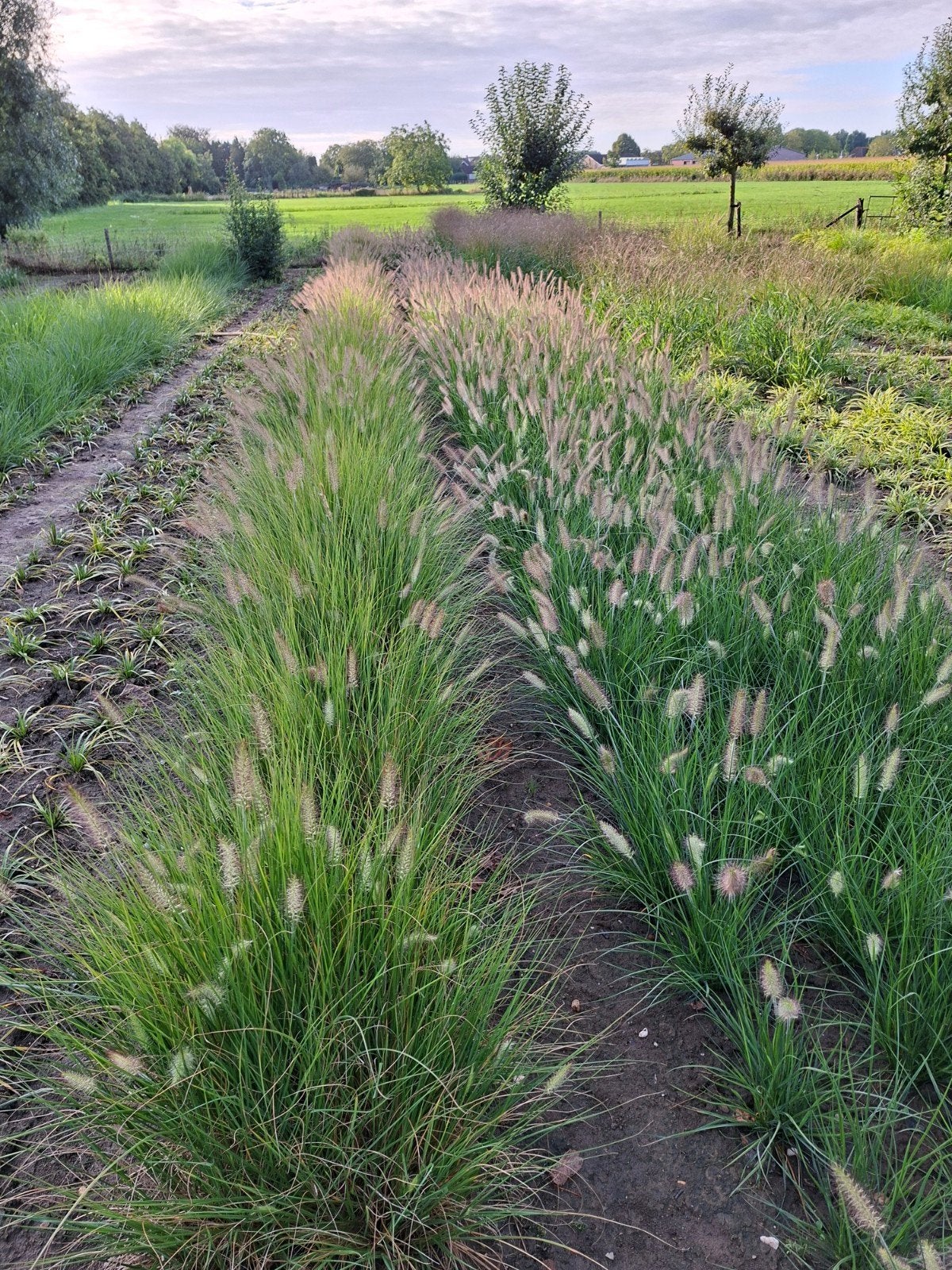 biologische siergrassen uit de volle grond, Tuin en Terras, Planten | Tuinplanten, Ophalen, Vaste plant, Siergrassen, Volle zon