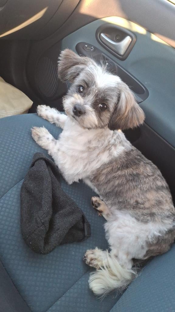 Boomer dekreu Niet Tekoop, Dieren en Toebehoren, 1 tot 2 jaar, Parvo, Eén hond, Nederland