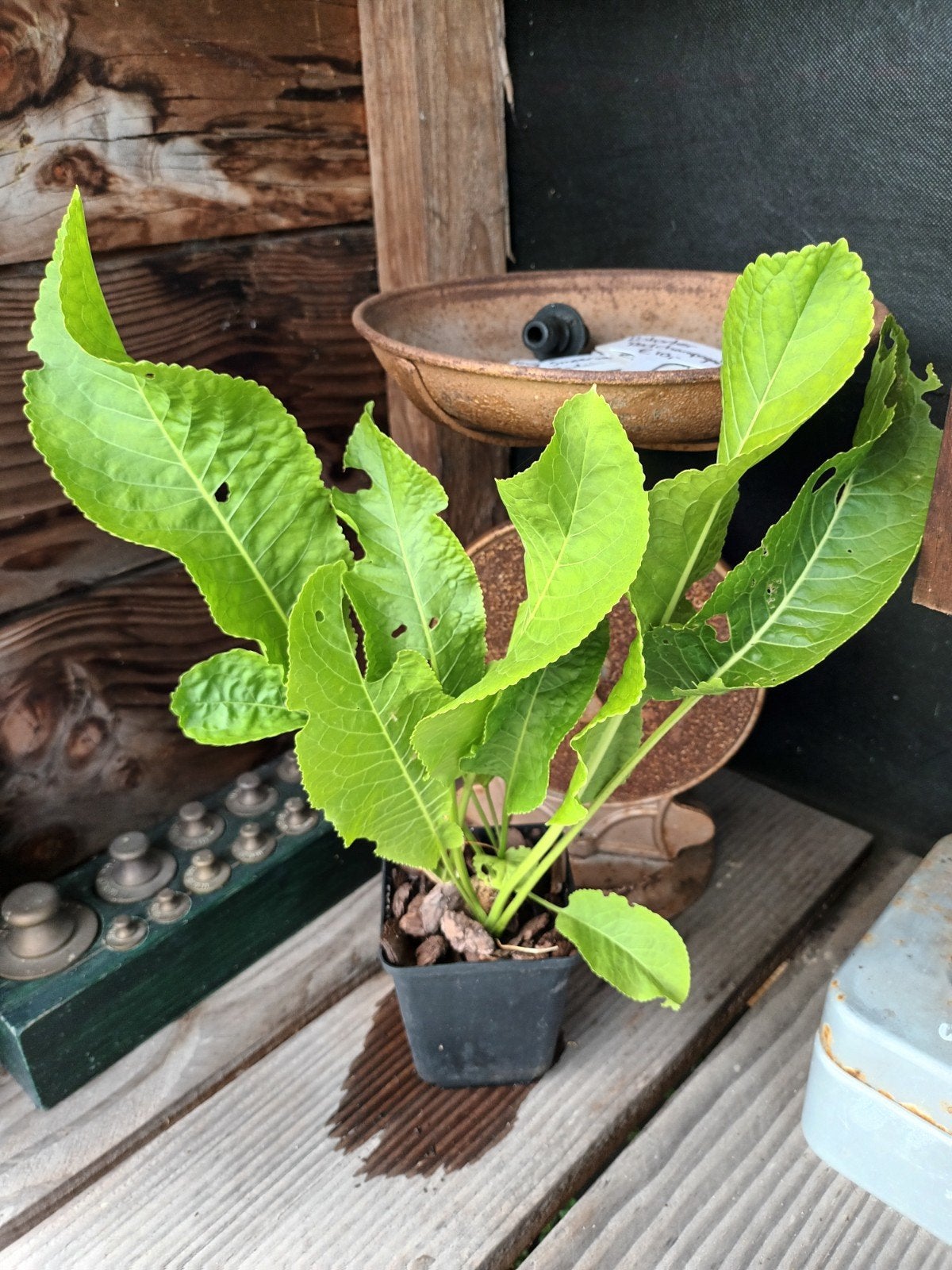 Mierikswortel (Armoracia rusticana) P9 pot, Ophalen, Vaste plant, Groenteplanten