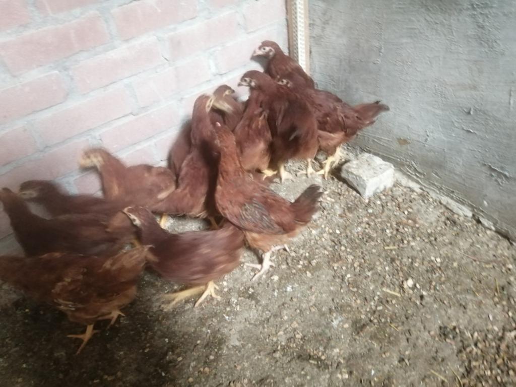 Red island en amrock, Dieren en Toebehoren, Meerdere dieren, Kip