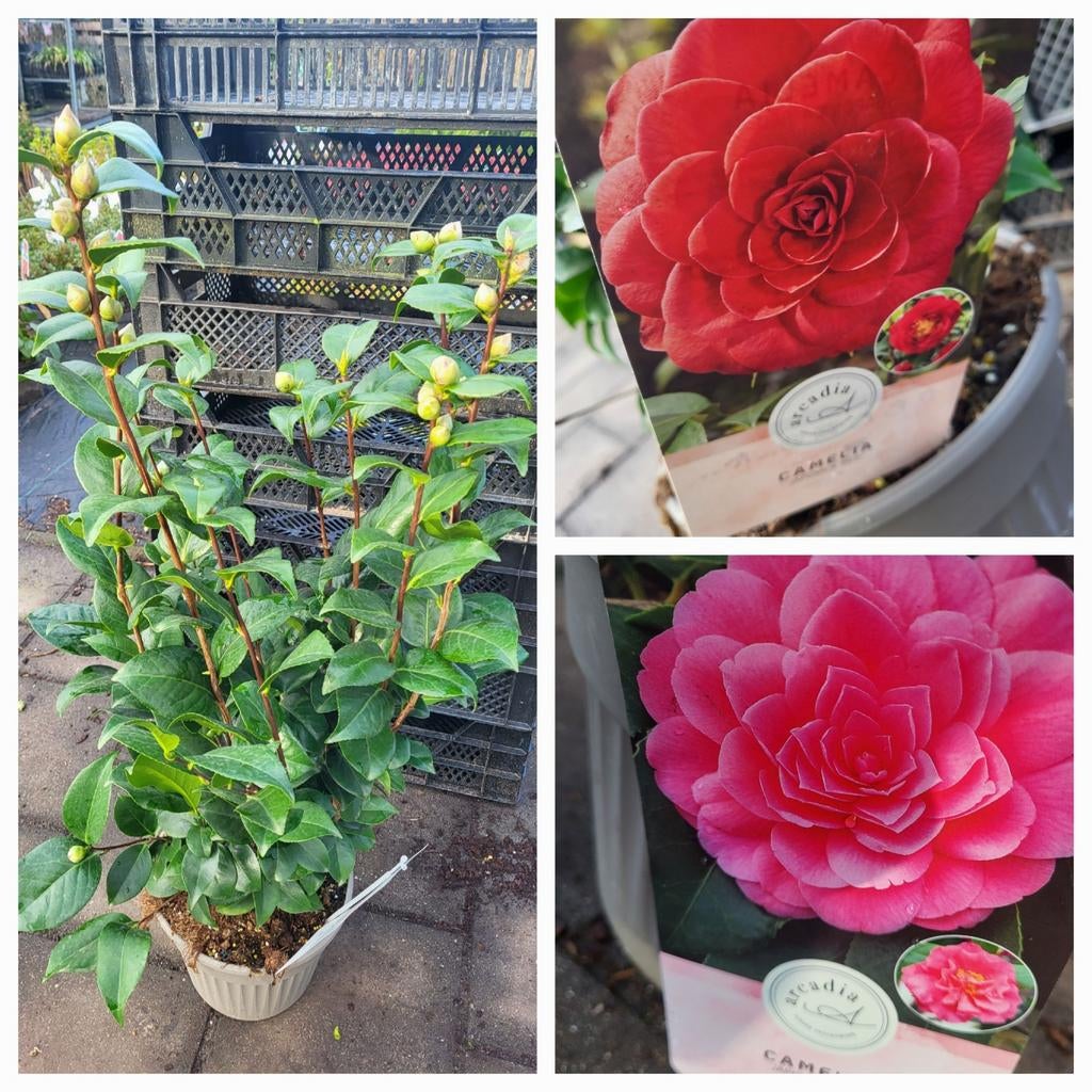 Cammelia uitzoeken vanaf 19.99, Ophalen of Verzenden, Volle zon