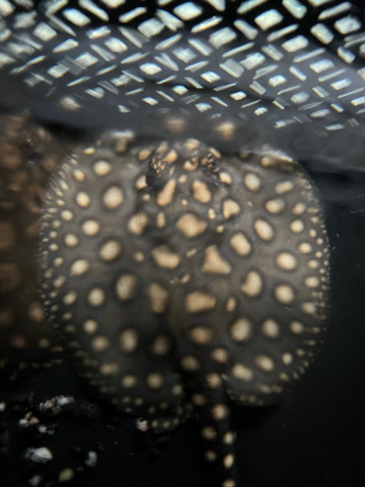 Potamotrygon Black Diamond  man, Ophalen